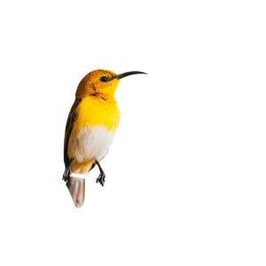 Yellow Hummingbird Perched Vinyl Car Decal Sticker – Waterproof & UV-Resistant 3.4133333333333336"