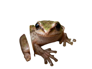 Frog With Seedlings Vinyl Car Decal Sticker – Waterproof & UV-Resistant 3.0933333333333333"