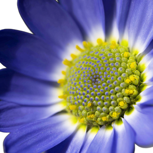 Marguerite Flower Closeup Vinyl Car Decal Sticker – Waterproof & UV-Resistant 6.826666666666667"