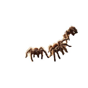 Tarantulas On Coconut Vinyl Car Decal Sticker – Waterproof & UV-Resistant 3.4133333333333336"
