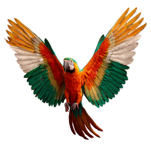 Tricolor Macaw Flying Vinyl Car Decal Sticker – Waterproof & UV-Resistant 6.826666666666667"