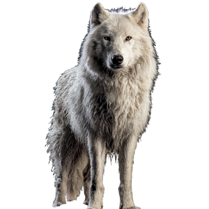 White Dire Wolf V8 Vinyl Car Decal Sticker – Waterproof & UV-Resistant 6.826666666666667"
