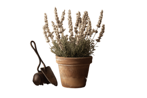 White Lavender Pot Vinyl Car Decal Sticker – Waterproof & UV-Resistant 2.986666666666667"