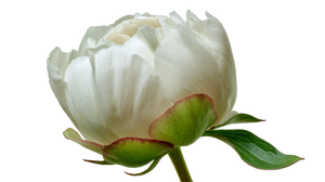 White Peony Bud V5 Vinyl Car Decal Sticker – Waterproof & UV-Resistant 5.4