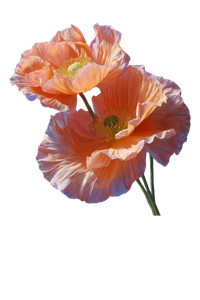 Peach Poppies Reflection Vinyl Car Decal Sticker – Waterproof & UV-Resistant 4.4