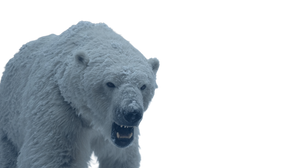 Angry Polar Bear V7 Vinyl Car Decal Sticker – Waterproof & UV-Resistant 2.72"