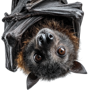 Hanging Fruit Bat Vinyl Car Decal Sticker – Waterproof & UV-Resistant 3.4133333333333336"