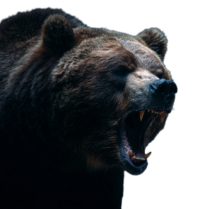 Fierce Bear V7 Vinyl Car Decal Sticker – Waterproof & UV-Resistant 3.4133333333333336"