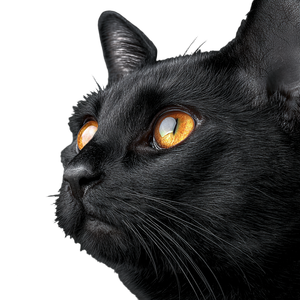 Black Cat V84 Vinyl Car Decal Sticker – Waterproof & UV-Resistant 6.826666666666667"