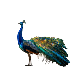Majestic Peacock Display V10 Vinyl Car Decal Sticker – Waterproof & UV-Resistant 6.826666666666667"