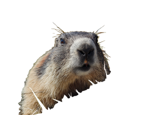 Marmot Close-Up Vinyl Car Decal Sticker – Waterproof & UV-Resistant 6.1866666666666665"