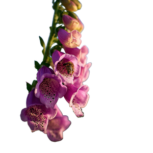 Foxglove With Bee Vinyl Car Decal Sticker – Waterproof & UV-Resistant 3.4133333333333336"