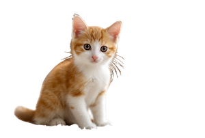 Cute Kitten Portrait V3 Vinyl Car Decal Sticker – Waterproof & UV-Resistant 2.986666666666667"