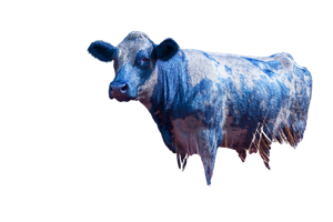 Delft Blue Cow Vinyl Car Decal Sticker – Waterproof & UV-Resistant 5.97333333333333