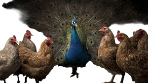 Triumphant Peacock Display Vinyl Car Decal Sticker – Waterproof & UV-Resistant 5.4