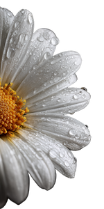 Macro Daisy Close-Up Vinyl Car Decal Sticker – Waterproof & UV-Resistant 10.2