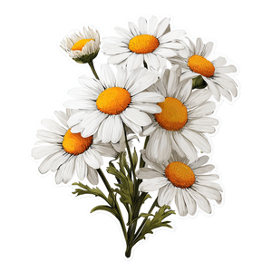 Illustrated Daisy Sticker Vinyl Car Decal Sticker – Waterproof & UV-Resistant 6.826666666666667"