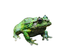 Vietnamese Mossy Frog Vinyl Car Decal Sticker – Waterproof & UV-Resistant 2.986666666666667"