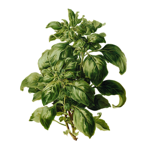 Basil Botanical Illustration Vinyl Car Decal Sticker – Waterproof & UV-Resistant 6.826666666666667"