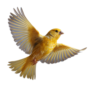 Flying Canary Bird Vinyl Car Decal Sticker – Waterproof & UV-Resistant 3.4133333333333336"