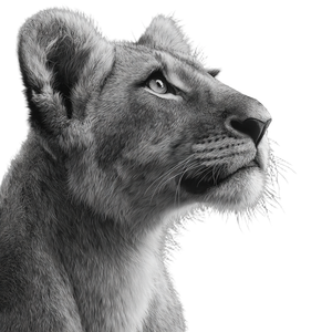 Young Lion Side Vinyl Car Decal Sticker – Waterproof & UV-Resistant 3.4133333333333336"
