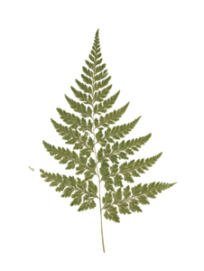 Vintage Fern Print Vinyl Car Decal Sticker – Waterproof & UV-Resistant 8.213333333333333"
