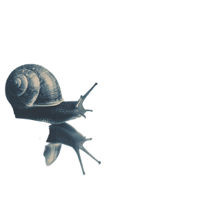 Snail Mirror Gaze Vinyl Car Decal Sticker – Waterproof & UV-Resistant 6.826666666666667"