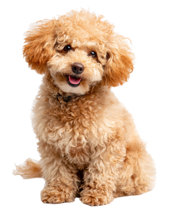 Happy Toy Poodle V3 Vinyl Car Decal Sticker – Waterproof & UV-Resistant 8.0"