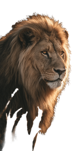 Majestic Lion Portrait V26 Vinyl Car Decal Sticker – Waterproof & UV-Resistant 4.8533333333333335"