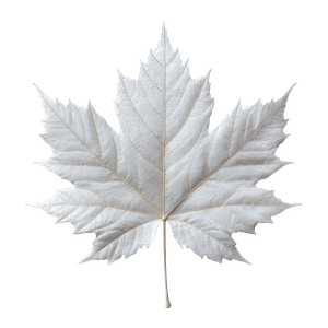 White Maple Leaf Vinyl Car Decal Sticker – Waterproof & UV-Resistant 6.826666666666667"