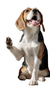 Happy Beagle Licking Vinyl Car Decal Sticker – Waterproof & UV-Resistant 4.8533333333333335"
