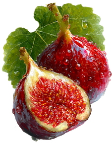 Fig Illustration Vinyl Car Decal Sticker – Waterproof & UV-Resistant 4.1066666666666665"