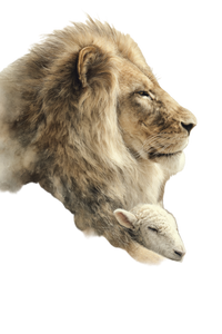 Lion With Lamb V2 Vinyl Car Decal Sticker – Waterproof & UV-Resistant 4.4
