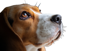 Beagle'S Joyful Transition Vinyl Car Decal Sticker – Waterproof & UV-Resistant 5.4
