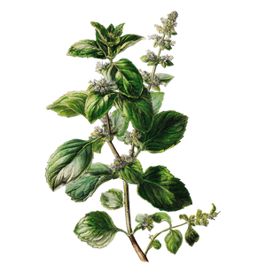 Botanical Mint Drawing Vinyl Car Decal Sticker – Waterproof & UV-Resistant 6.826666666666667"