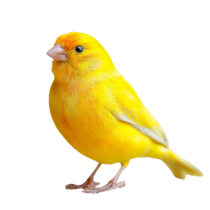 Yellow Canary Perched Vinyl Car Decal Sticker – Waterproof & UV-Resistant 3.4133333333333336"