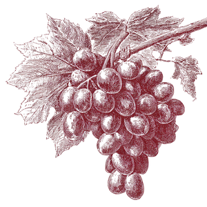 Grapes Doodle Sketch Vinyl Car Decal Sticker – Waterproof & UV-Resistant 3.4133333333333336"