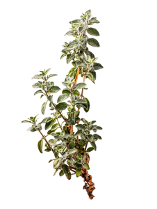 Thyme Plant Vinyl Car Decal Sticker – Waterproof & UV-Resistant 8.213333333333333"