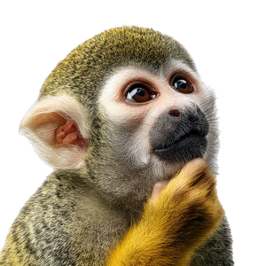 Thinking Squirrel Monkey Vinyl Car Decal Sticker – Waterproof & UV-Resistant 6.826666666666667"