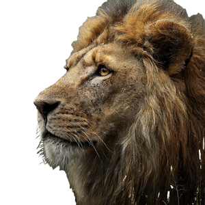 Lion V30 Vinyl Car Decal Sticker – Waterproof & UV-Resistant 6.826666666666667"