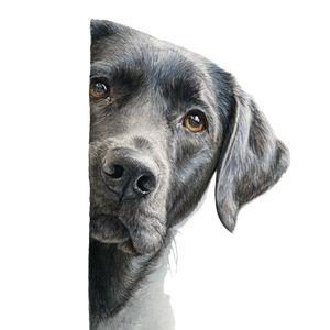 Labrador Peeking V2 Vinyl Car Decal Sticker – Waterproof & UV-Resistant 6.826666666666667" Labrador Peeking V2 Vinyl Car Decal Sticker – Waterproof & UV-Resistant 6.826666666666667"