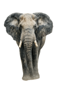 Elephant With Trunk V2 Vinyl Car Decal Sticker – Waterproof & UV-Resistant 8.96"