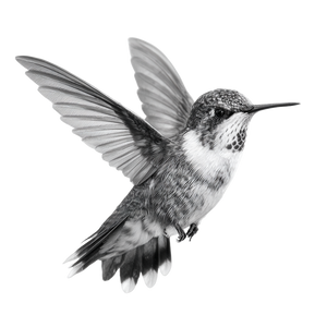 Realistic Hummingbird Flying V2 Vinyl Car Decal Sticker – Waterproof & UV-Resistant 3.4133333333333336"