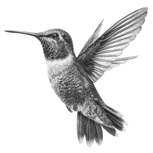 Hummingbird Sketch V5 Vinyl Car Decal Sticker – Waterproof & UV-Resistant 3.4133333333333336"