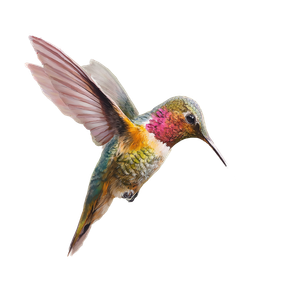 Baby Hummingbird Flying Vinyl Car Decal Sticker – Waterproof & UV-Resistant 3.4133333333333336"