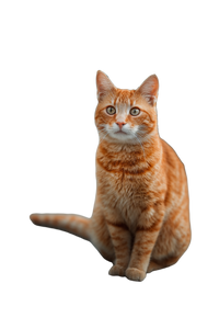 Orange Tabby Cat V37 Vinyl Car Decal Sticker – Waterproof & UV-Resistant 4.4