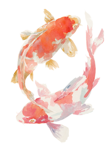 Koi Fish Illustration V3 Vinyl Car Decal Sticker – Waterproof & UV-Resistant 8.213333333333333"