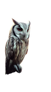 Majestic Owl Perched V8 Vinyl Car Decal Sticker – Waterproof & UV-Resistant 9.706666666666667"