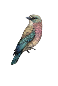 Vintage Bird Illustration V8 Vinyl Car Decal Sticker – Waterproof & UV-Resistant 8.853333333333333"