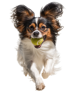 Playful Papillon Dog V2 Vinyl Car Decal Sticker – Waterproof & UV-Resistant 8.213333333333333"